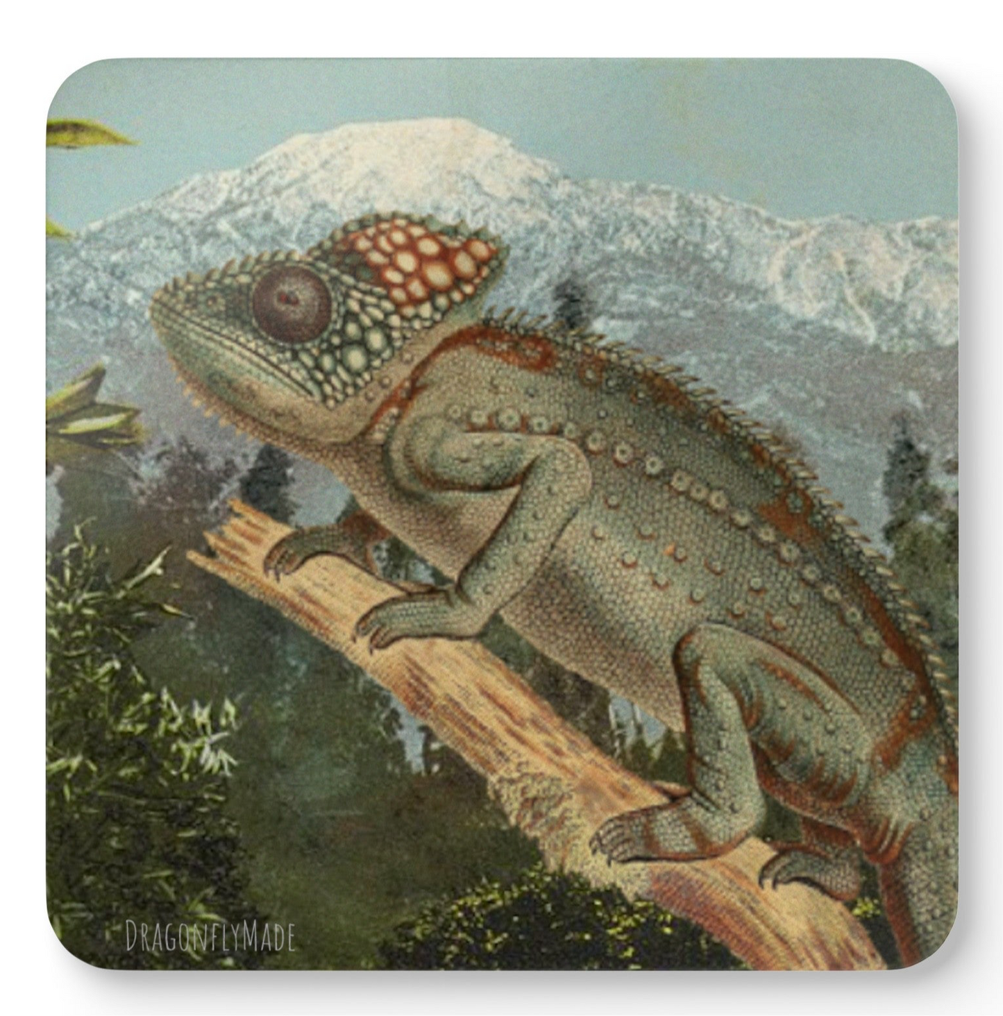 Chameleon corkwood coaster set